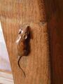 A Mouseman mouse, there are seven to find. All recovered from the Board Room of Grattans (the catalogue people) in Bradford