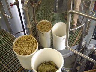 File:30 hops weighed out.jpg