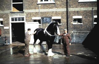 File:Young's Wandsworth shire horse.jpg