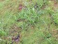 Windblown grass seeds have settled amongst the sedum